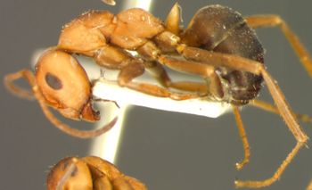 Media type: image;   Entomology 22726 Aspect: habitus lateral view